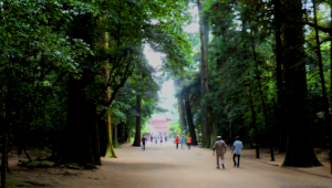 鹿島神宮参道